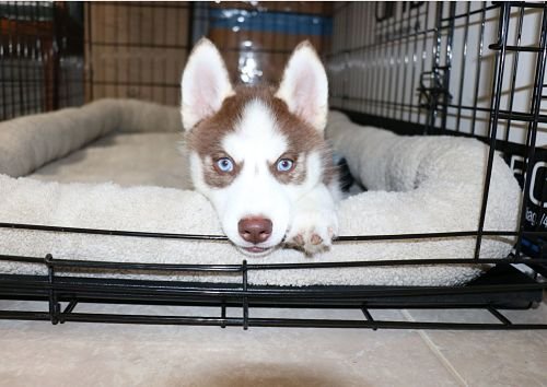 Puppy Training Bangkok