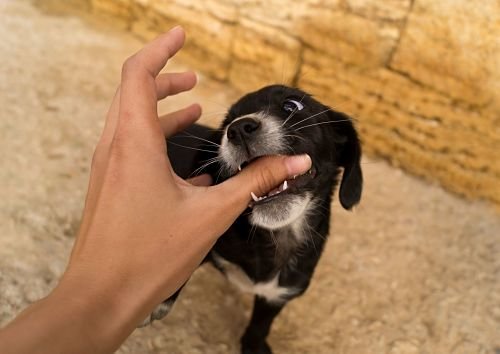 Puppy Training Bangkok