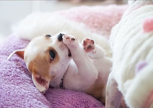 Puppy Training Bangkok