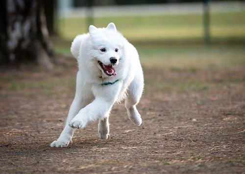 Puppy Training Bangkok