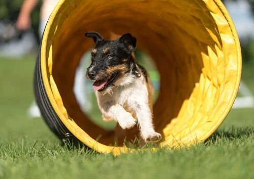 Agility Training Bangkok