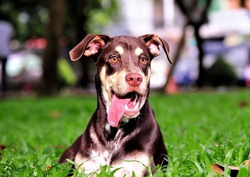 Dog Obedience Bangkok