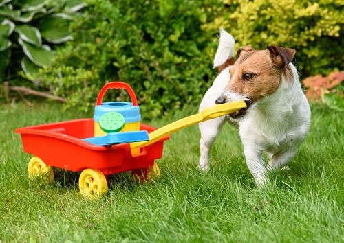 Dog Training Bangkok