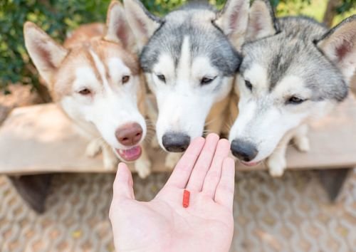 Dog Training Bangkok