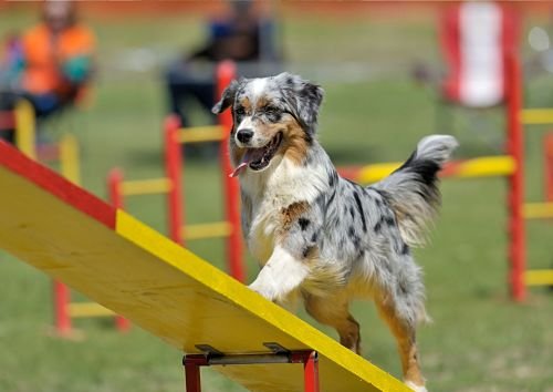 Agility Training Bangkok