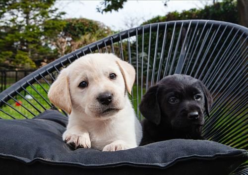 Puppy Training Bangkok