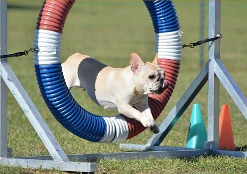 Agility Training Bangkok