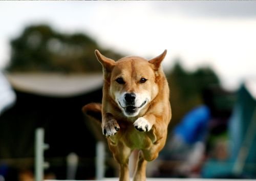 Agility Training Bangkok