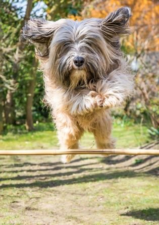 Agility Training Bangkok