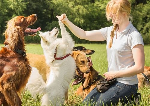 Dog Training Bangkok