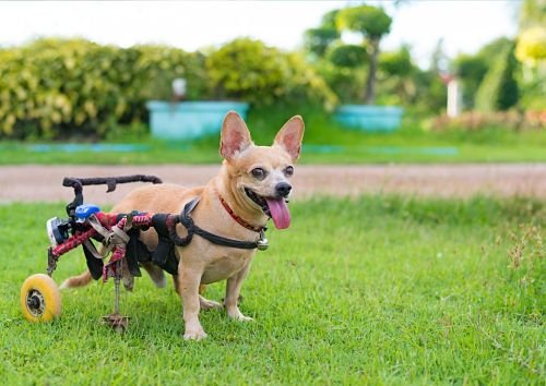 Dog Physiotherapy Bangkok