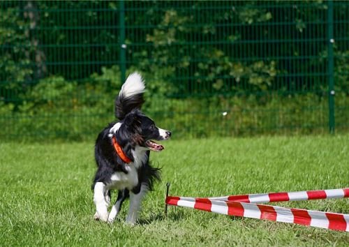 Dog Training Bangkok