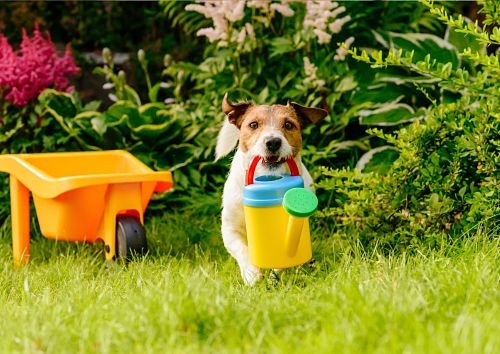 Dog Training Bangkok