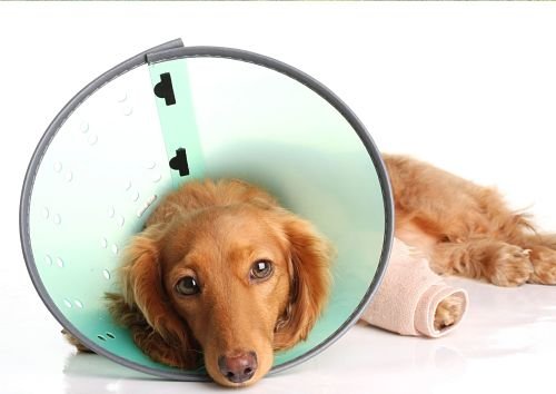Dog Physiotherapy Bangkok