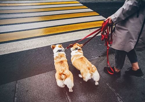 Dog Training Bangkok
