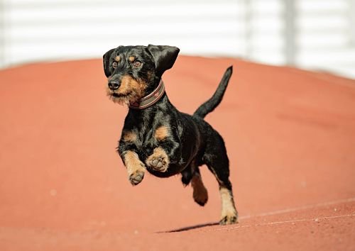 Puppy Training Bangkok