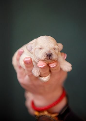 Puppy Training Bangkok