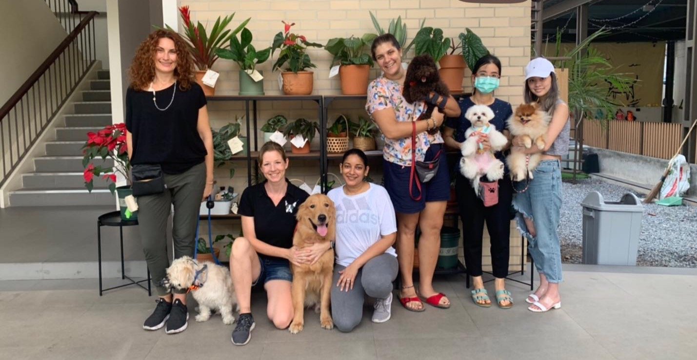 Service Dog Task Training Bangkok | Kani Kraze